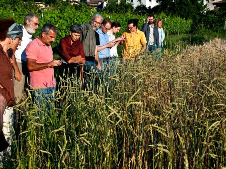 Progetto Farina – dalla terra alla tavola-